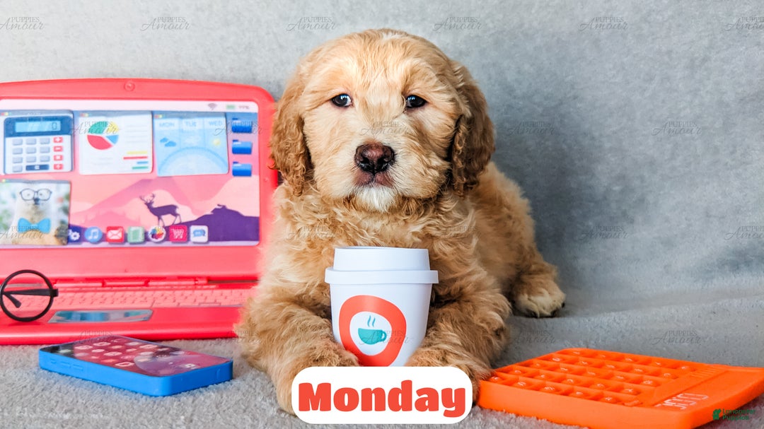 Goldendoodle dogs for sale: Monday - Ad 2