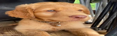 Saxon