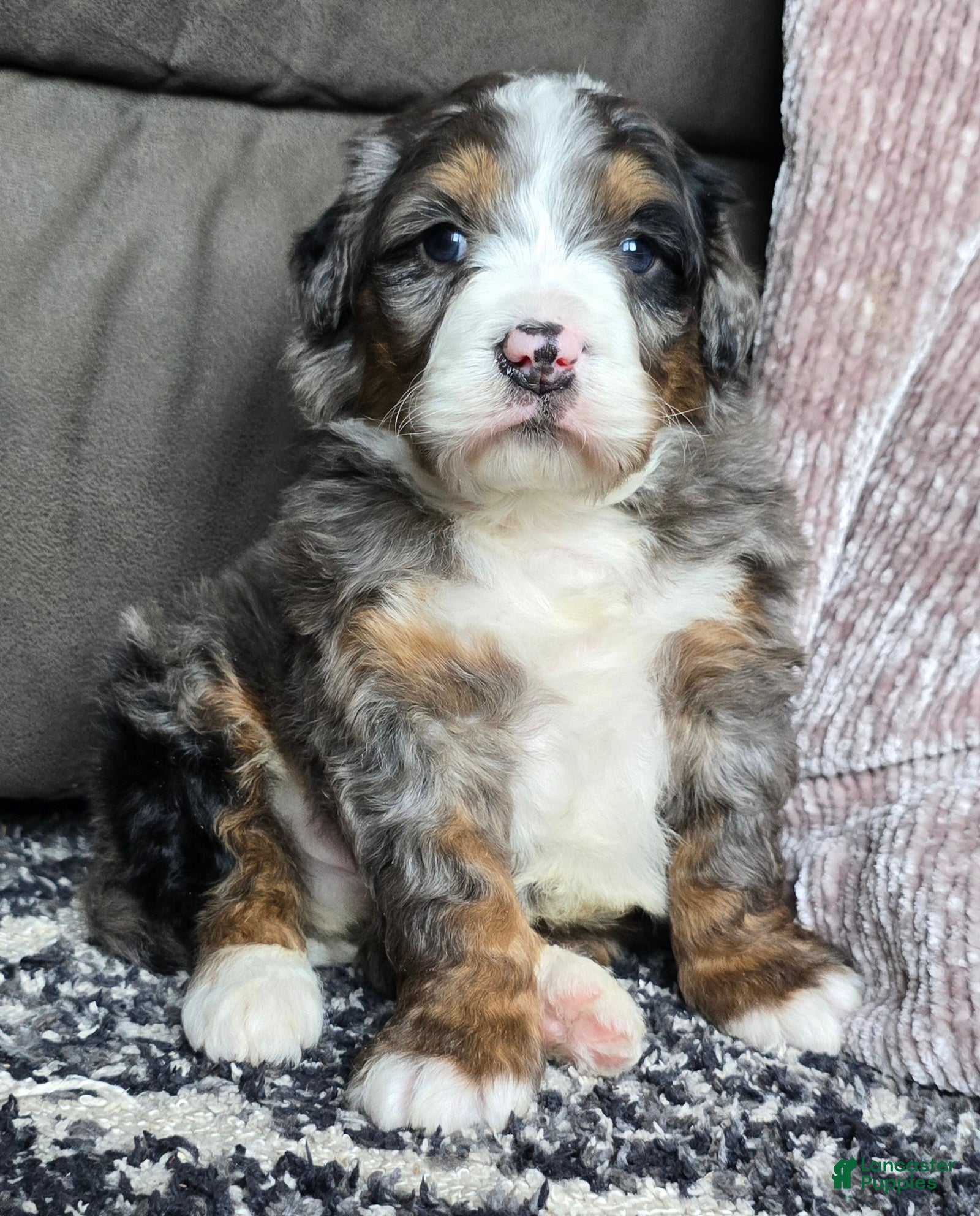 Mini Bernedoodle dogs Mini Chief - Ad 9