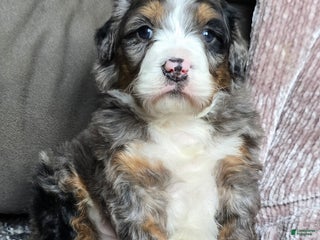 Mini Bernedoodle dogs Mini Chief - Ad 9