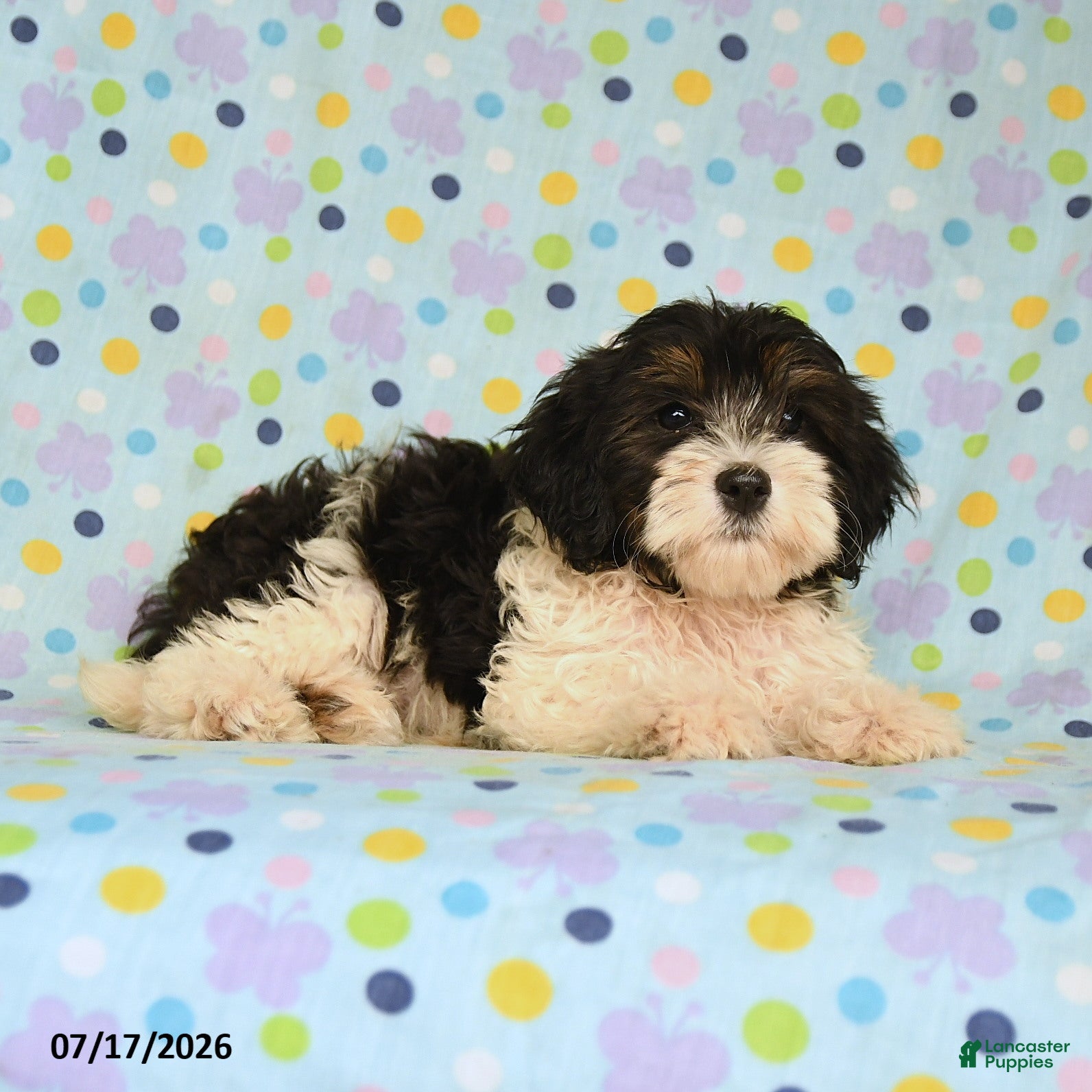 Shihpoo dogs Shane - Ad 2