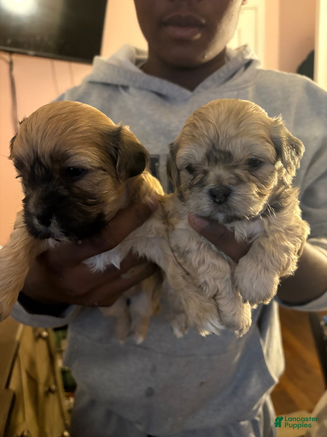 Mixed Breed dogs for sale: Mixed Breed Puppy 1 - Ad 3