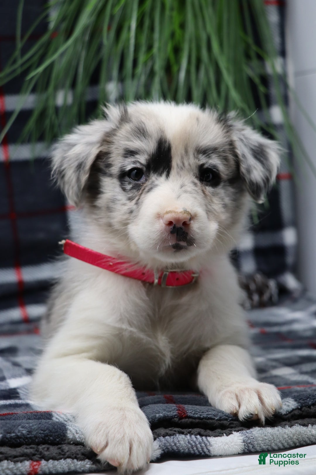 Border Collie dogs for sale: ellie - Ad 4