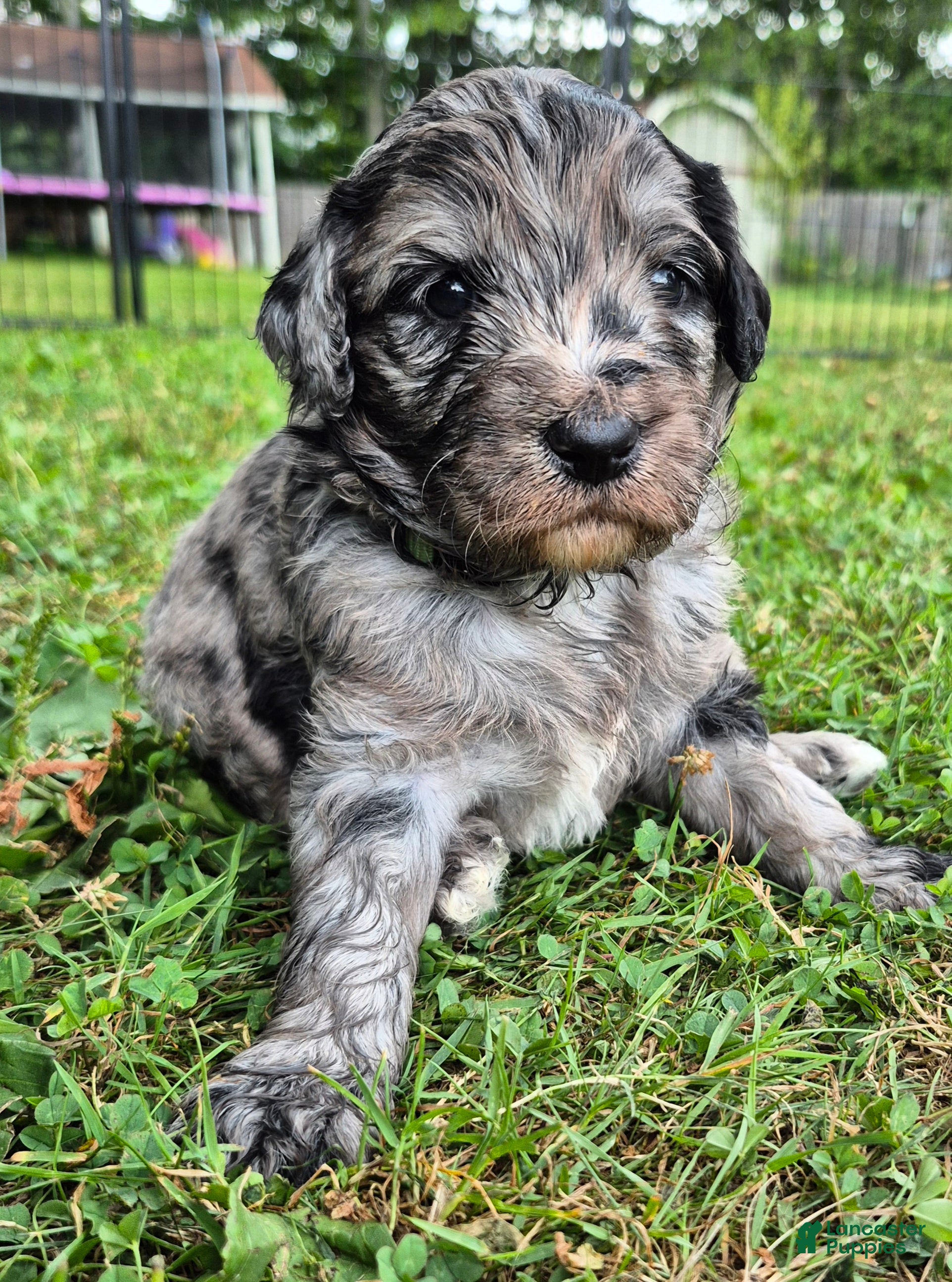Mixed Breed dogs Artemis  - Ad 35