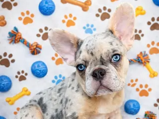 French Bulldog dogs for sale: Beau - The Strong Smallman - Ad 1