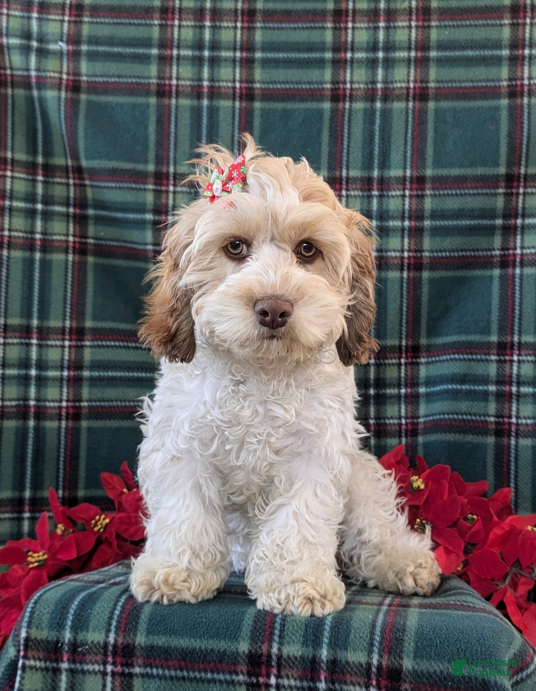 Cockapoo dogs for sale: Krystal - Ad 2