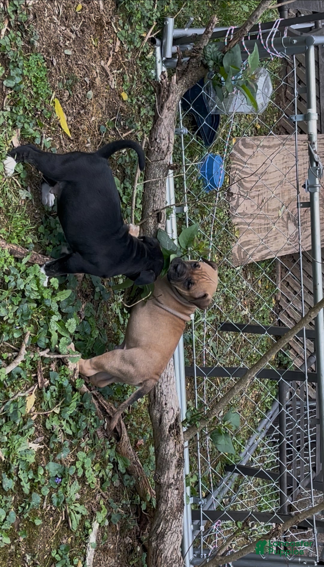 Mixed Breed dogs for sale: Mixed Breed Puppy 1 - Ad 8