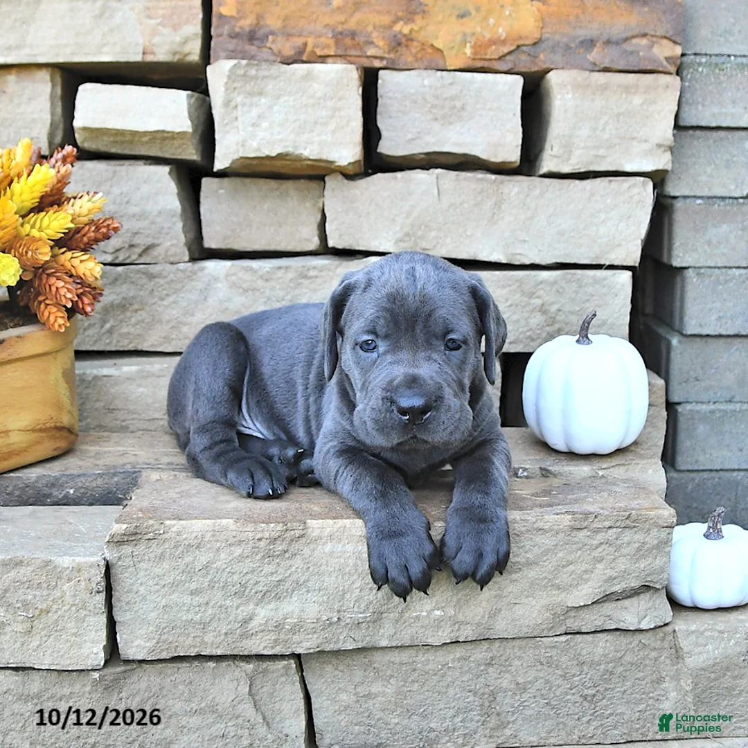 Cane Corso dogs for sale: Zeus - Ad 1