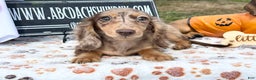 Miniature Dachshund dogs for sale: Miniature Dachshund dapple - Ad 2