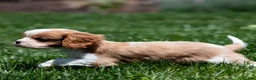 Cavalier King Charles Spaniel dogs for sale: Allen Cavalier King Charles Spaniel Puppy  - Ad 17