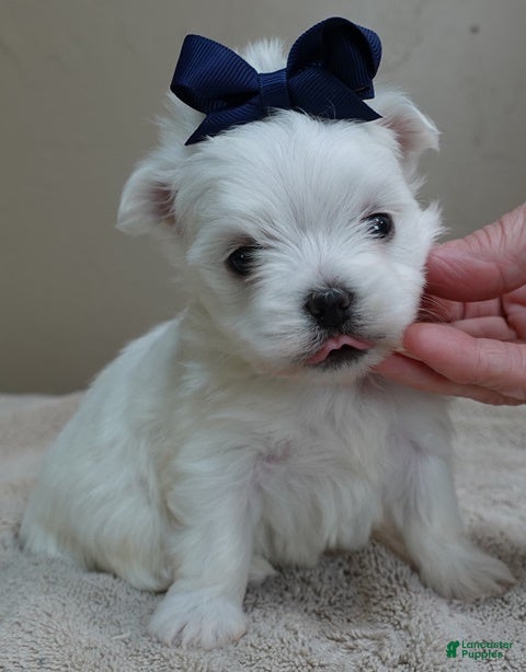 Maltese dogs Halo - Ad 7