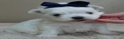 Maltese dogs for sale: Halo - Ad 1
