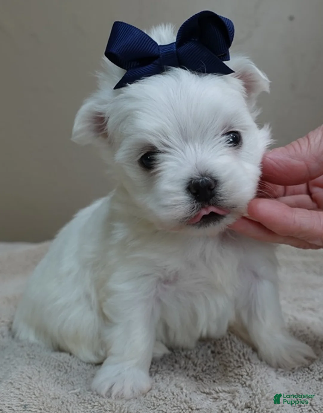 Maltese dogs for sale: Halo - Ad 1