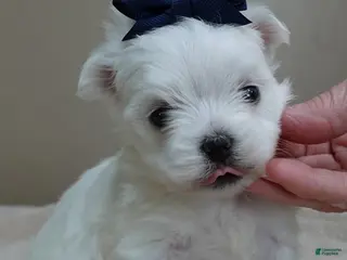 Maltese dogs Halo - Ad 7