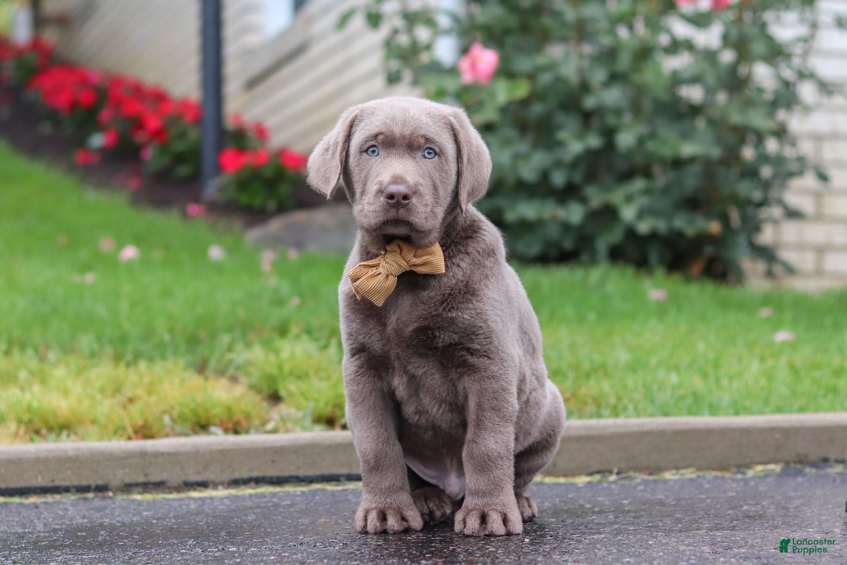 Labrador Retriever dogs for sale: Smoke - Ad 2