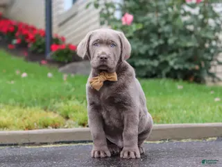 Labrador Retriever dogs for sale: Smoke - Ad 2