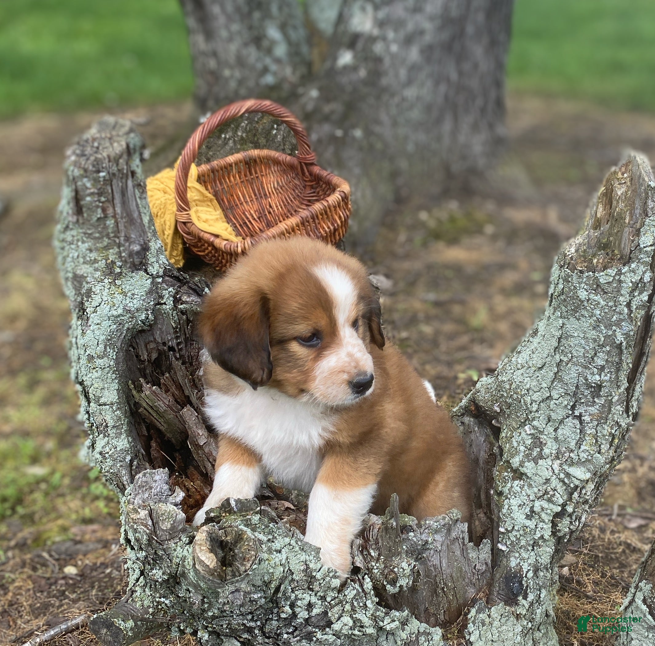 Mixed Breed dogs for sale: ♥️NELLIE MAE♥️ - Ad 6