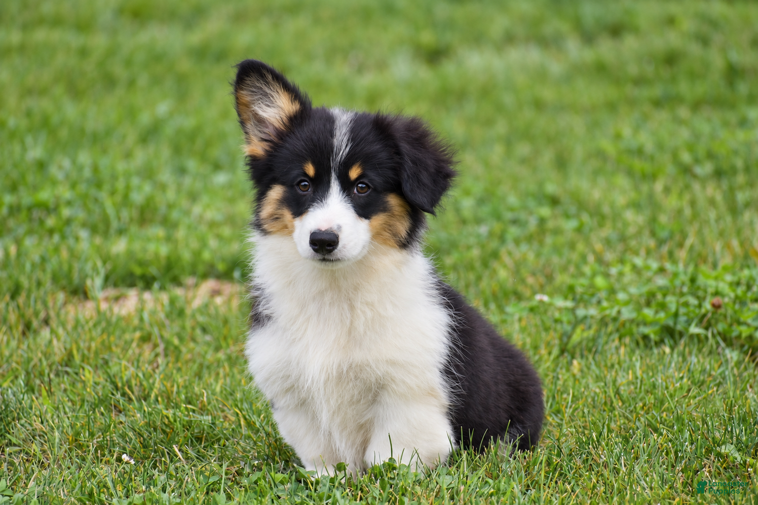 Welsh Corgi Pembroke dogs Julie - Ad 2