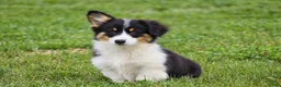 Welsh Corgi Pembroke dogs for sale: Julie - Ad 2