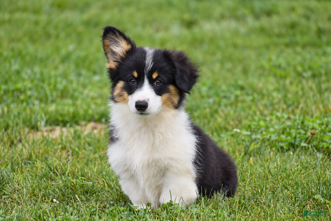 Welsh Corgi Pembroke dogs for sale: Julie - Ad 2
