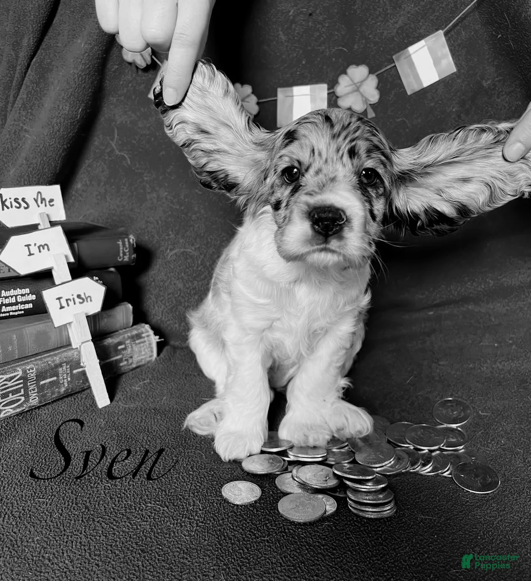 Cocker Spaniel dogs for sale: Sven - Ad 1