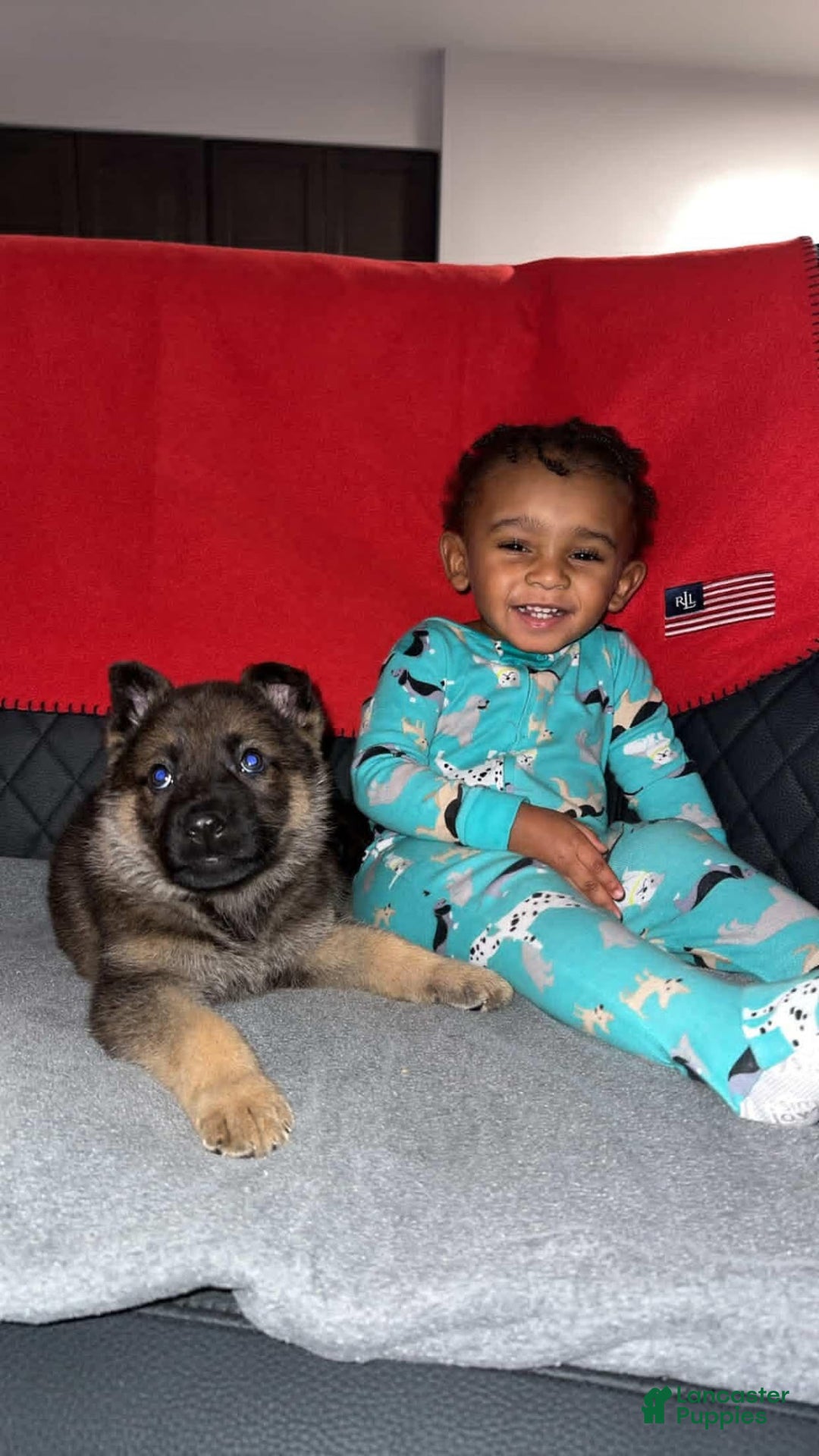German Shepherd dogs for sale: German Shepherd Puppy 1 - Ad 8