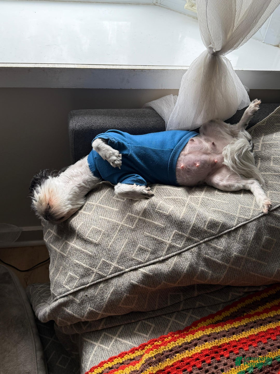 Shorkie dogs for sale: Shorkie Puppy 4 Blessy - Ad 11