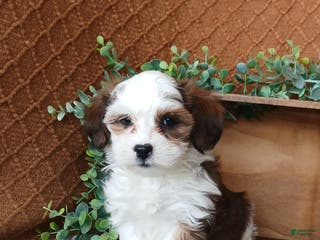 Havanese dogs Parker - Ad 23