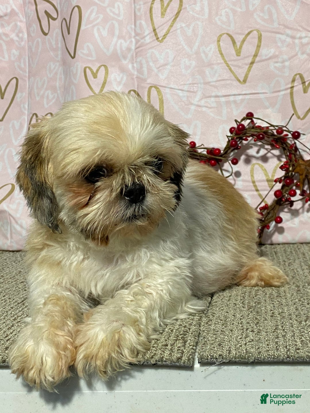 Shih Tzu dogs for sale: Cole - Ad 6
