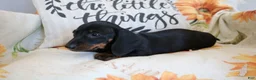Miniature Dachshund dogs for sale: Danny  - Ad 4