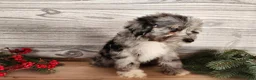 Mini Bernedoodle dogs for sale: Angel - Ad 11