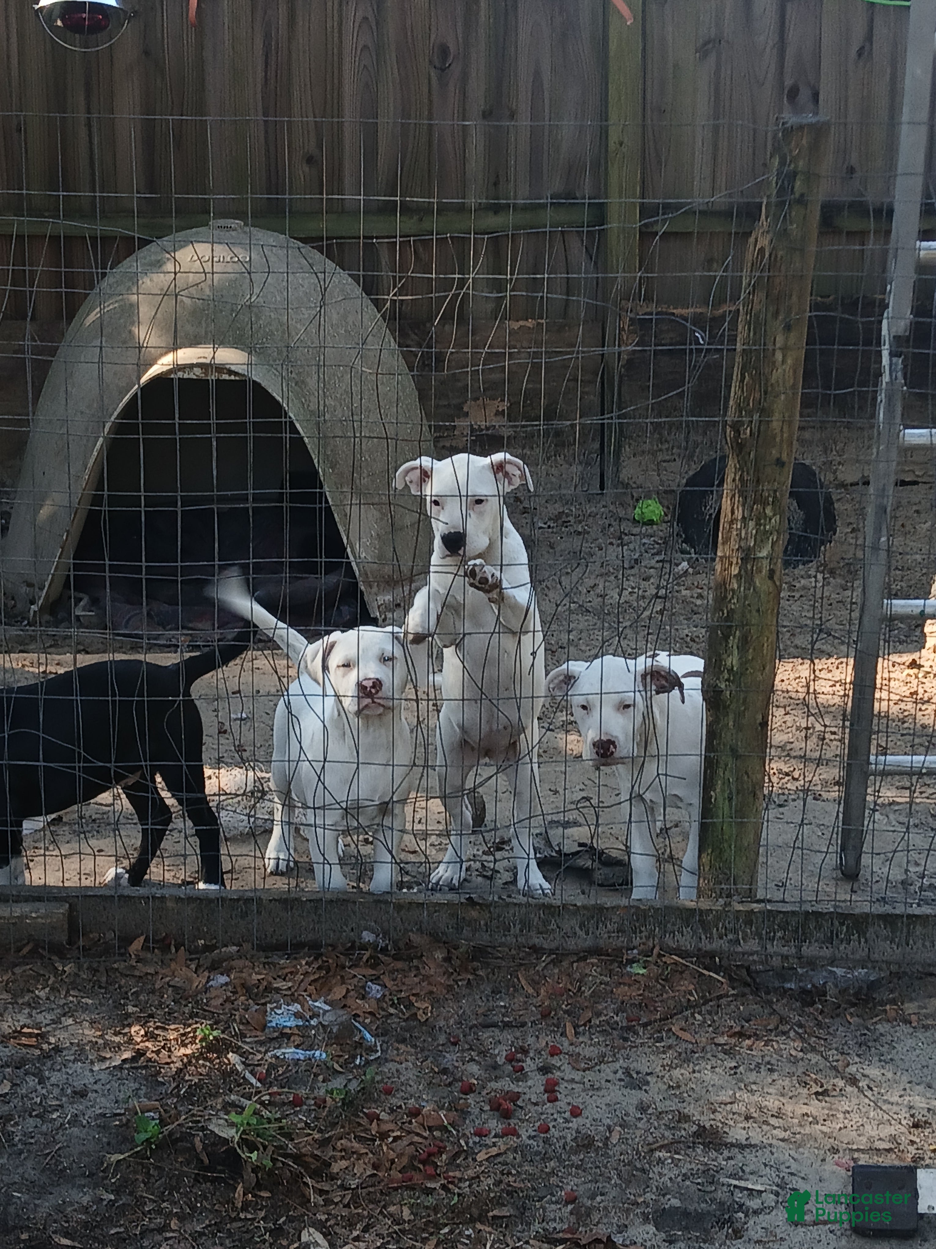 Mixed Breed dogs Dot, JD, Kyle, Listo - Ad 40