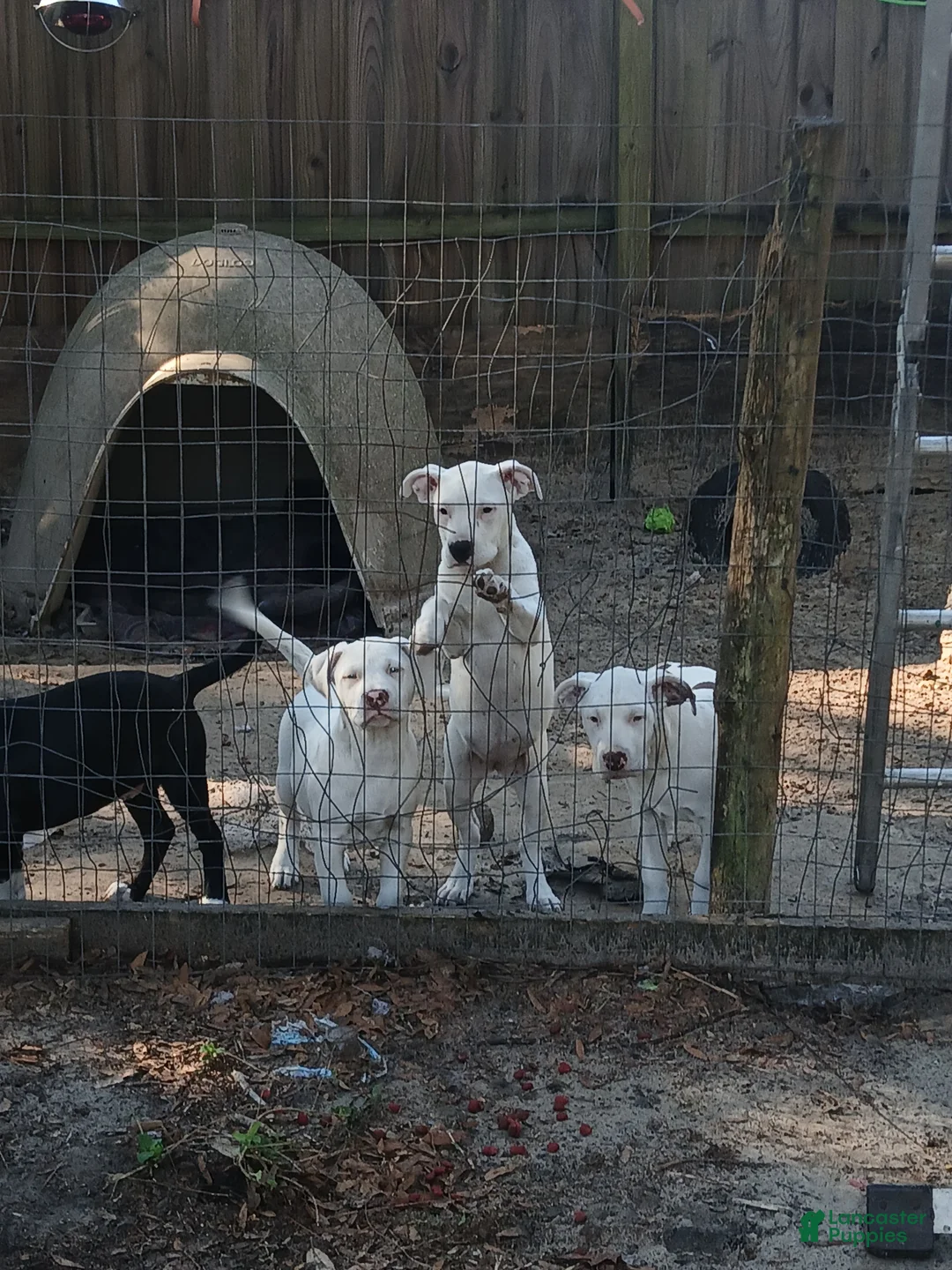 Mixed Breed dogs for sale: Dot, JD, Kyle, Listo - Ad 1