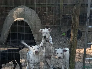 Mixed Breed dogs Dot, JD, Kyle, Listo - Ad 40