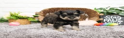 Miniature Schnauzer dogs for sale: Esperanza  - Ad 4