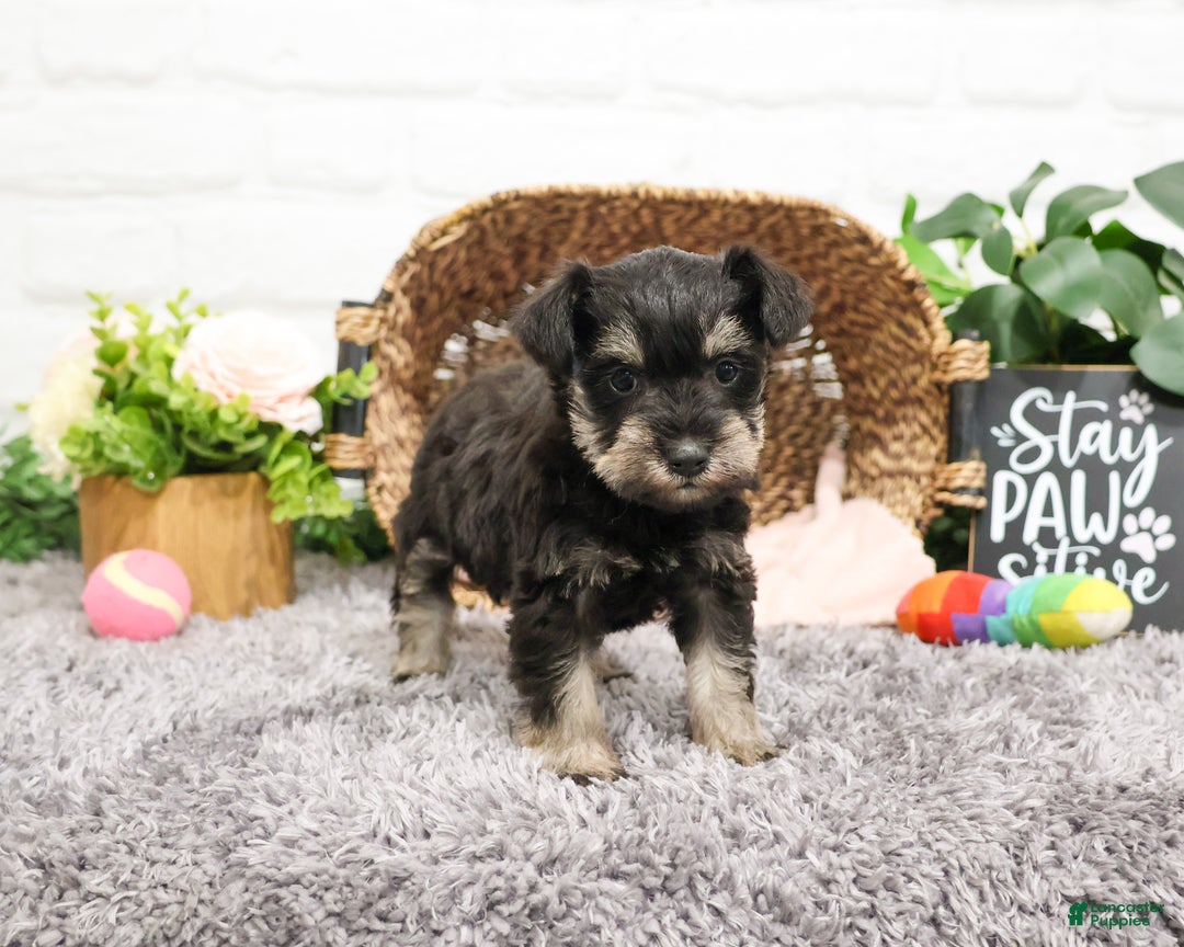 Miniature Schnauzer dogs for sale: Esperanza  - Ad 4