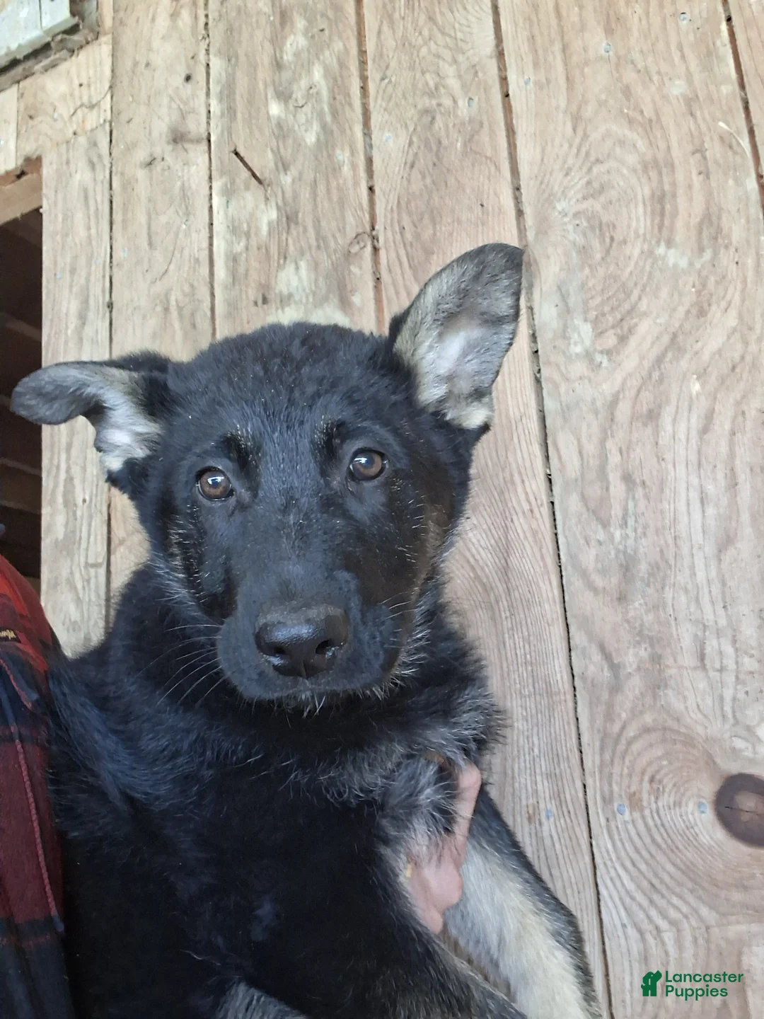 German Shepherd dogs for sale: Tina - Ad 2