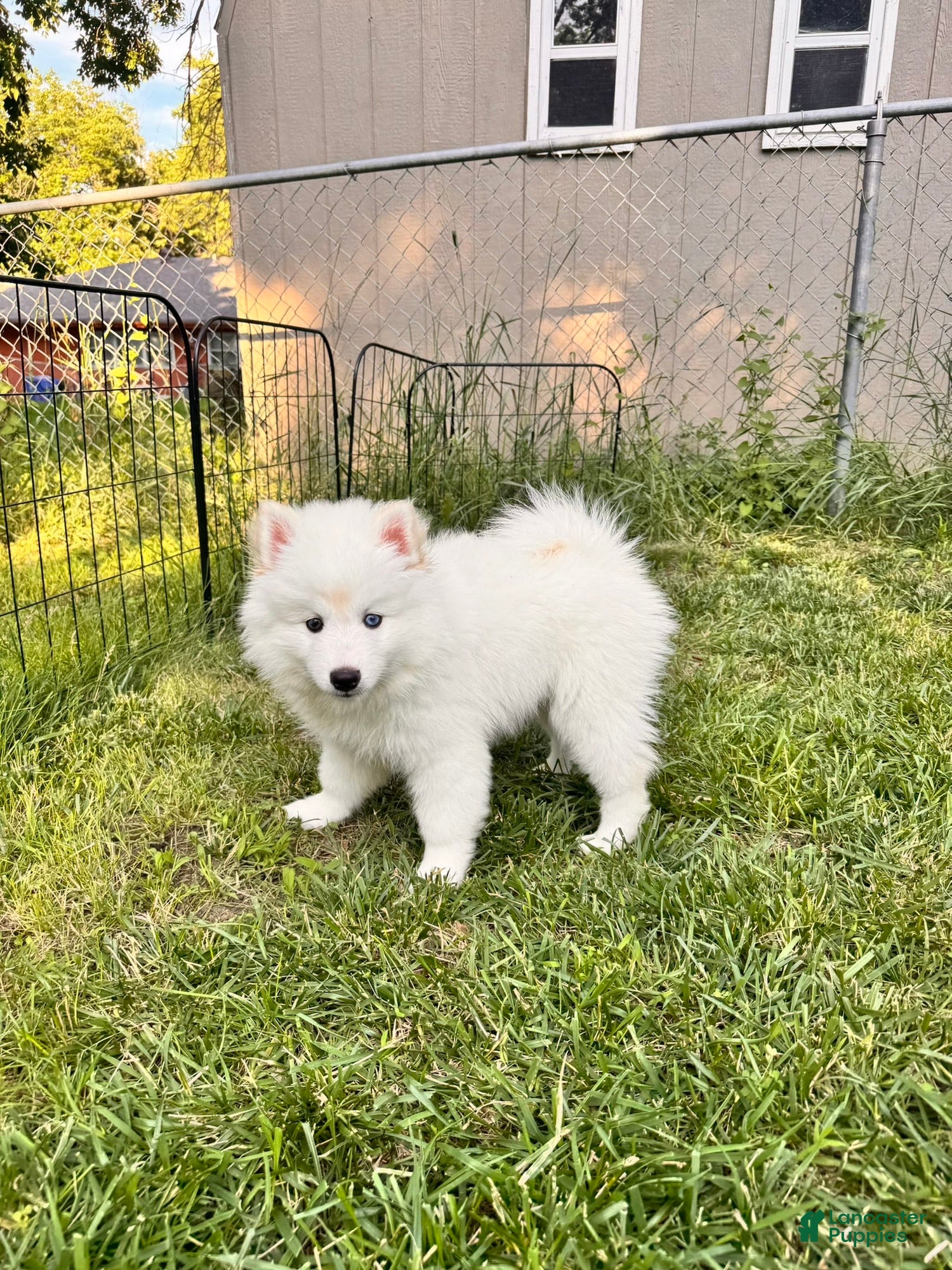 Pomsky dogs Apollo - Mini Male Pomsky → The Gentle Soul  - Ad 2