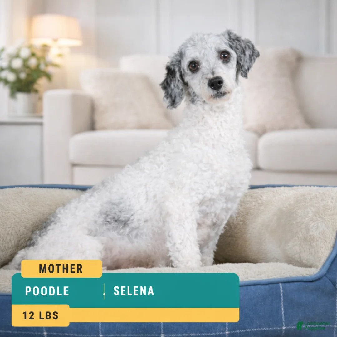 Maltipoo dogs for sale: BENTLEY - Ad 10