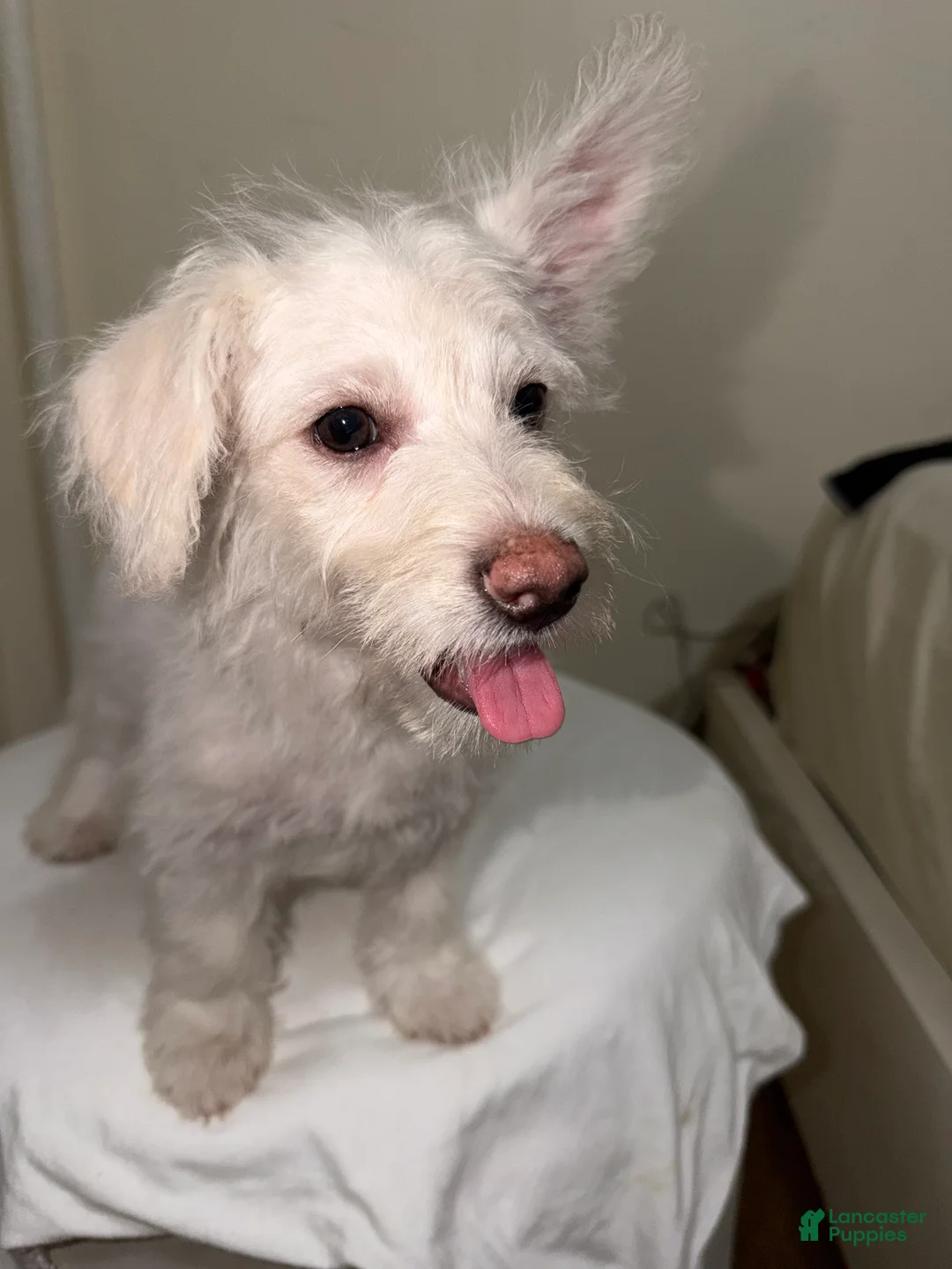 Westiepoo dogs for sale: Olaf - Ad 2
