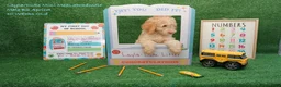 Miniature Labradoodle dogs for sale: LD B2 - Ad 1