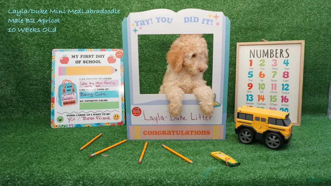 Miniature Labradoodle dogs for sale: LD B2 - Ad 1
