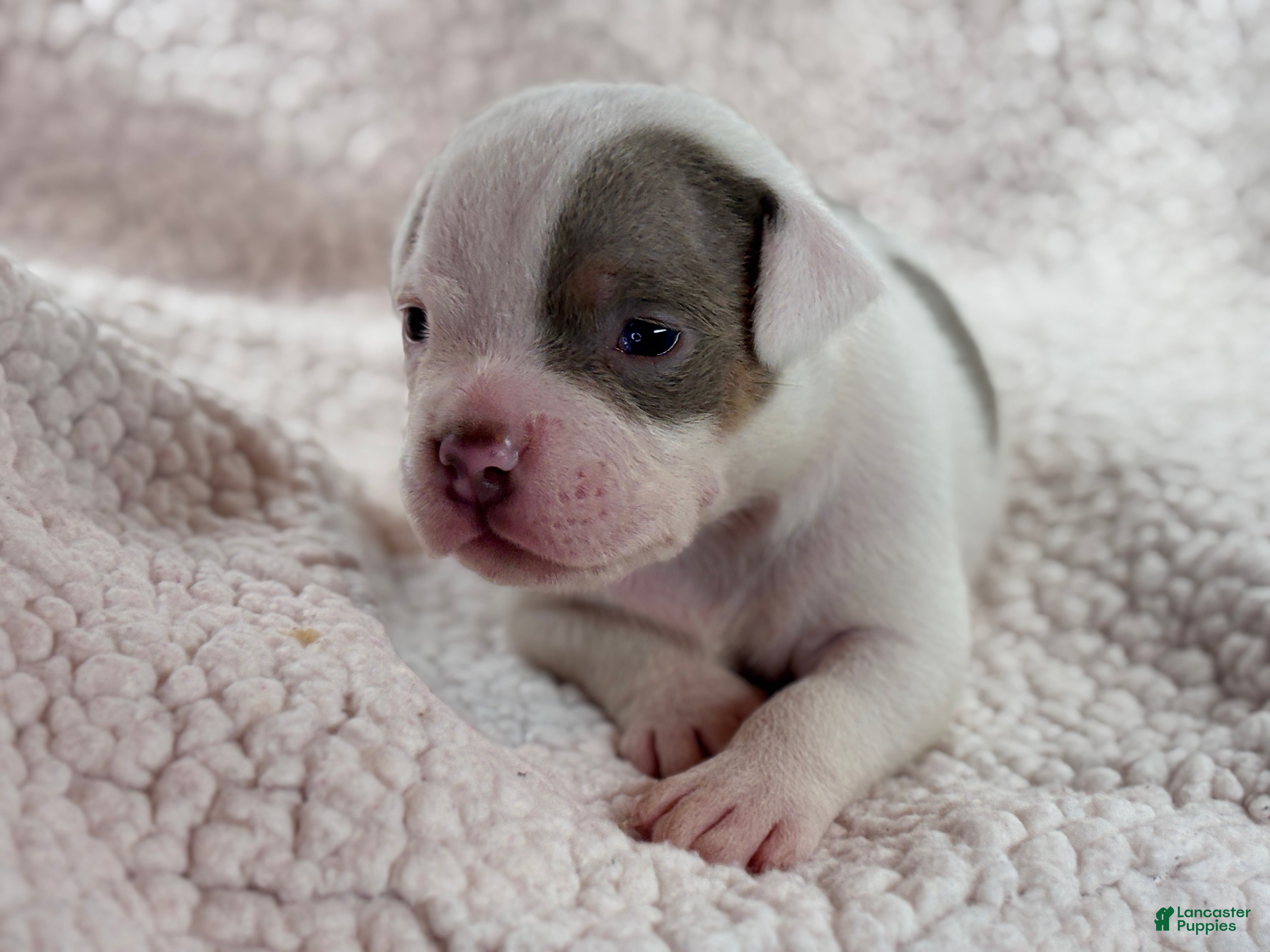 American Bully dogs American Bully Puppy 2 - Ad 4