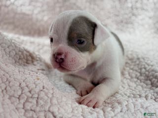 American Bully dogs American Bully Puppy 2 - Ad 10