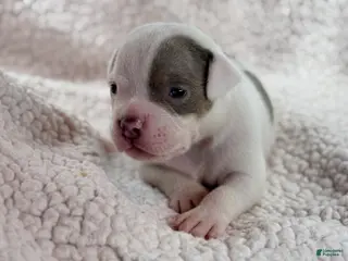 American Bully dogs American Bully Puppy 2 - Ad 19