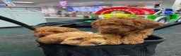 Cavapoo dogs for sale: CAVA🐾✅ - Ad 6