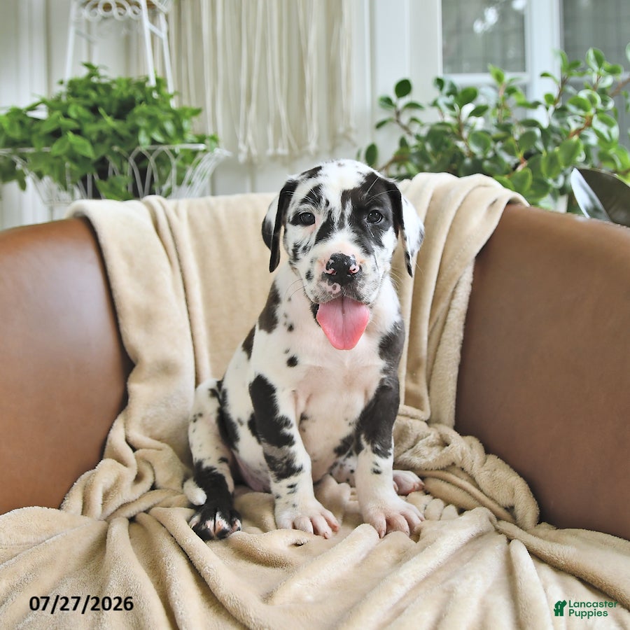 Great Dane dogs Bliss - Ad 2