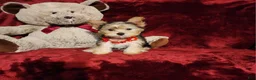 Yorkshire Terrier dogs for sale: POPPY  - Ad 10