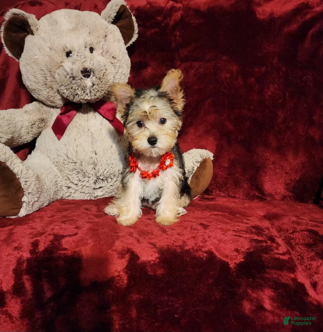 Yorkshire Terrier dogs for sale: POPPY  - Ad 10