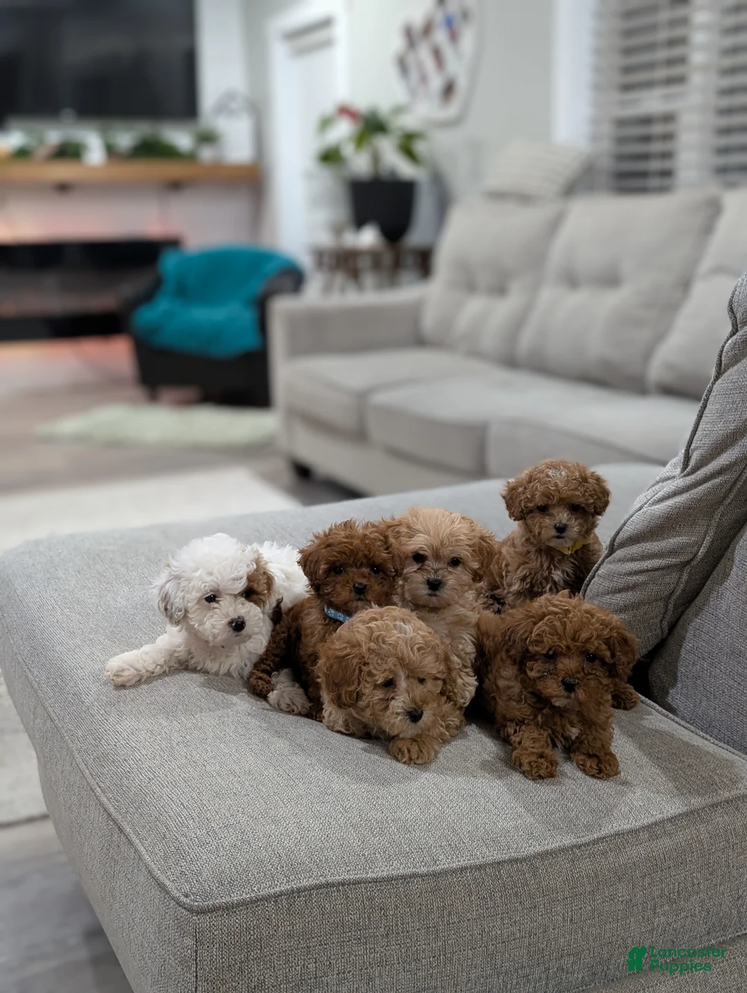 Shihpoo dogs for sale: Juniper  - Ad 7